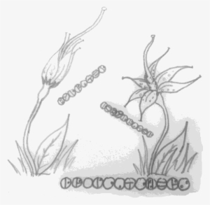 Dropcatcher Plant - Sketch