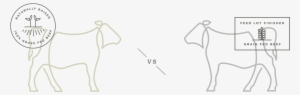 Grass Fed Vs Grain Fed Cattle - Drawing