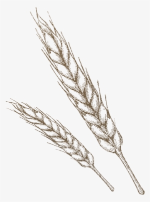 The 350° Bakehouse Is Filled With Fresh Artisan Goods - Wheat Drawing Png