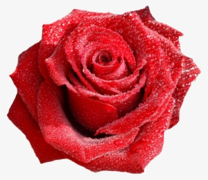 Rose With Dew Drops - Red Rose With Dew Drops Png