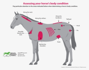 How To Evaluate Your Horses Weight - Mane