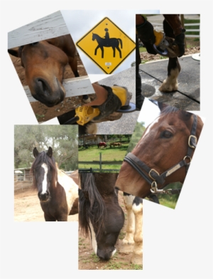 Horses - Horse