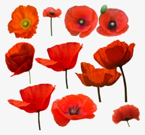 Amapolas Watercolor Poppy Drawing And Draw - Amapolas Png