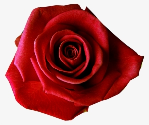 Red Flower Clipart Flower Transparent Background - Transparent Background Red Rose