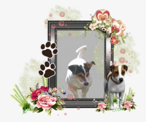 Bframe1 - Transparent Png Dog Frame