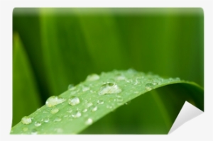 Macro Photography