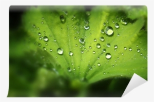 Drop