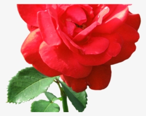 Dew Drop Clipart Transparent - Rose Clip Art