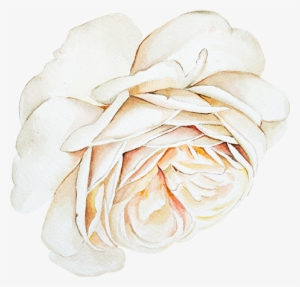 Dolly Dew Drops - Dew