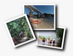 Un Bosque Con Árboles Verdes Y Enormes, Una Naciente - Glenworth Valley Horse Riding
