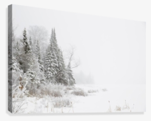 Snowy Winter Scene In The Algonquin Provincial Park