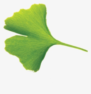 Ginkgo Png