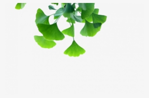 Pure Ginkgo Biloba Leaf Extract Powder Light Yellow - Ginkgo Biloba Background