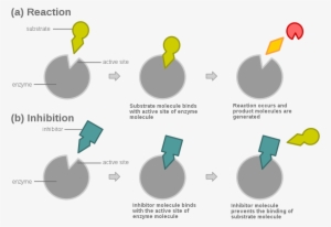 Competitive Inhibition
