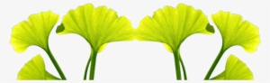 Gingko Biloba And Celastrus - Celastrus