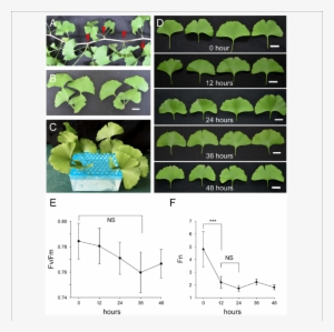 Cultured Post-harvest Ginkgo Leaves Are Able To Maintain - Maidenhair Tree