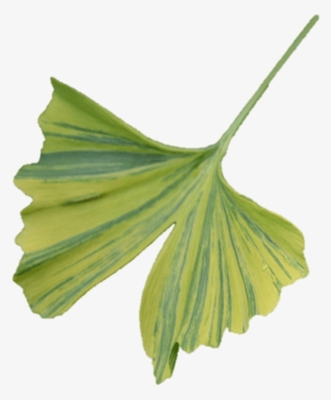 Ginkgo - Maidenhair Tree