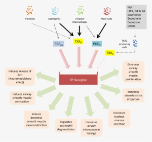Biological Activities Of Tp Receptor - Biological Activities