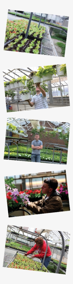 Websiteimage - Sweet Pea