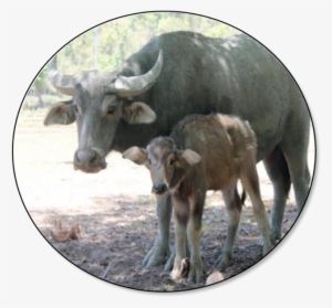 Inventory - Goat With Carabao