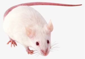 Mouse Rat - Computer Mouse