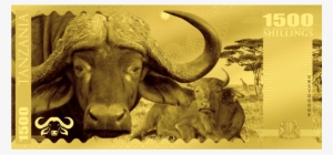 Buffalo Tanzania - Tanzania