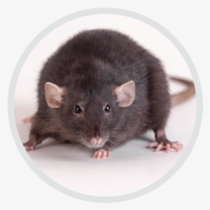 Rid Your Home Of Rats - Rat