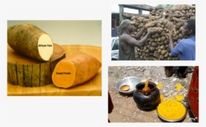 Homowo Has A Lot Of Dancing And Singing As A Special - Kiwifruit