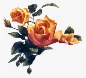 Flores Em Png Lindas , Gifs De Floresflowers Png - Garden Roses