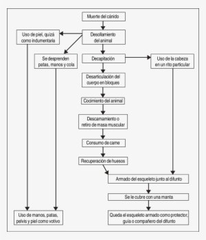 Proceso De Preparación Del Perro Depositado Junto Al - Diagram