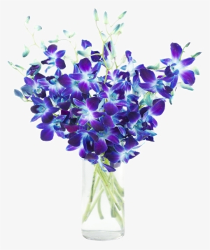 Copo De Leite, Hortênsia, Hibisco, Rosa, Margarida - Blue Dendrobium Orchids