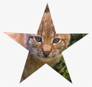Barnstar Of Kindness - Cats &amp; Kittens Notebook : Gifts / Presents