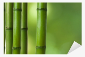 Bamboo