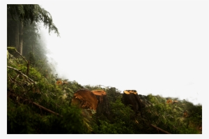 Any Timber, Any Terrain - Jungle Overlay Png