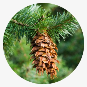 Douglas Fir Eo Circle Image - Pseudotsuga Menziesii