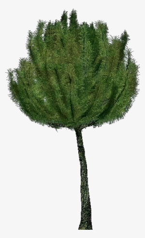 3d Trees - Mountain Pine - Pond Pine