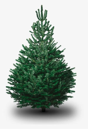 Nordmann Fir Christmas Tree Real Xmas Trees Png Nordman - Real Christmas Tree