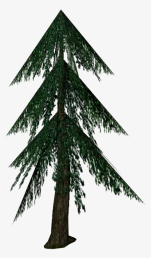 Fir - Wiki