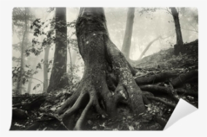 Old Tree With Huge Roots In A Spooky Forest With Dark