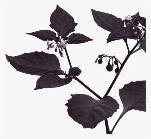 Marketing Your Haunted Attraction Can Be Brutal - Solanum Nigrum