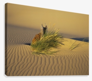 Wind Makes Ripples In The Sand - Supplier Generic Wind Makes Ripples In The Sand Lakeside