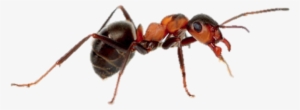 Leaf Cutter Ant Majors