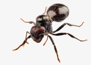 Fondos De Pantalla Id - Doff - Ant Killer 300g