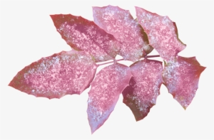 Leaves, Png - Blog