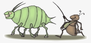 Son Las Hormigas Tan Trabajadoras - Aphid