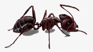Texturas/graph "); //implementamos El Escenario Hormiga - Carpenter Ants