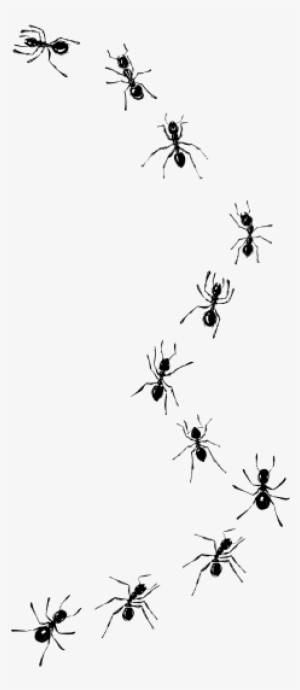 Top Images For Laminas De Hormigas On Picsunday - Round Coasters By Abbott - Round Ant Coaster