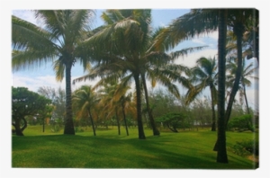 Palm Trees