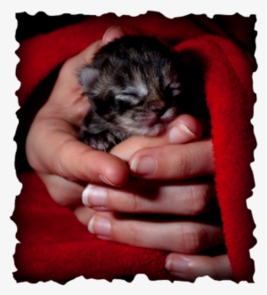 Kitten
