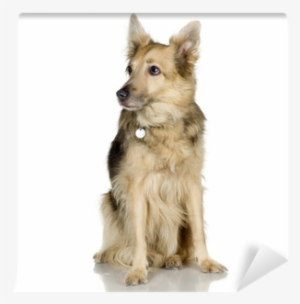 German Shepherd / Alsatian, Police Dog Wall Mural • - Bellen - Agamemnon Herausgegeben Von Maverick